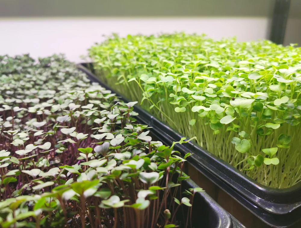 Weekly microgreens subscription tray